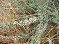 rickly saltwort